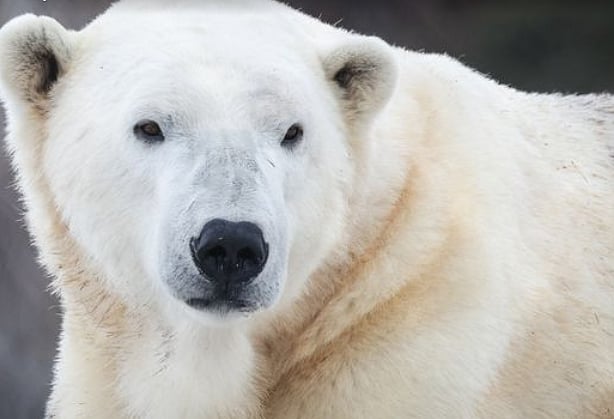 Calgary Zoo/ Facebook : Biffin, The 7-Year-Old Polar Bear